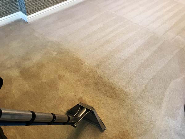 Professional, affordable Wynyard carpet, rug, sofa and upholstery cleaners