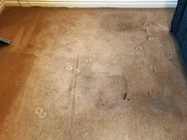 Professional, affordable Wynyard carpet, rug, sofa and upholstery cleaners